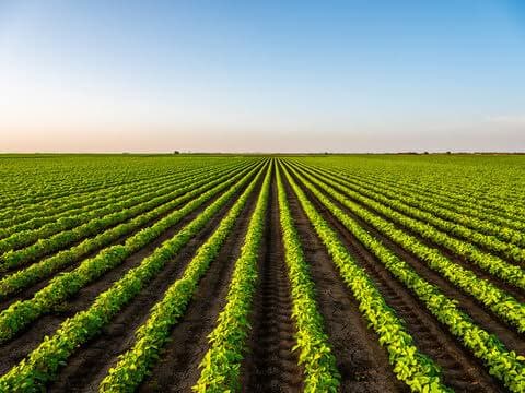 Rows of crops stretching across a cultivated field